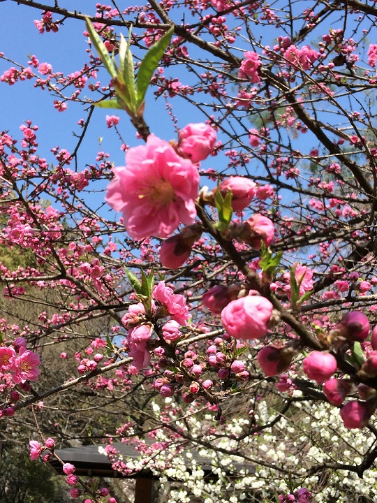 桜　写真